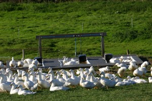 ducks out doors