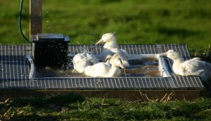 Duck Bath