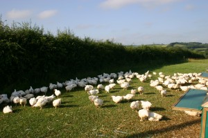 Free range chickens