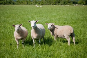Canford Magna Lambs