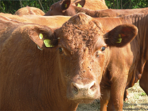 red ruby devon beef